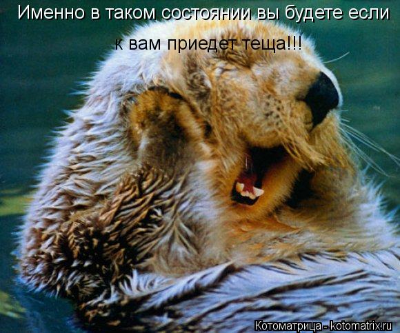 Котоматрица: Именно в таком состоянии вы будете если к вам приедет теща!!!