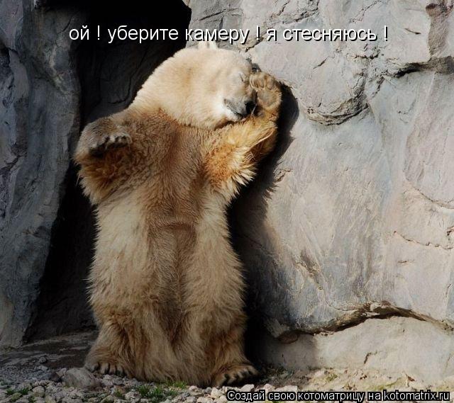 Котоматрица: ой ! уберите камеру ! я стесняюсь !