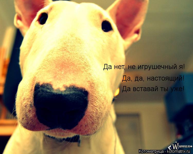 Котоматрица: Да нет, не игрушечный я! Да, да, настоящий! Да вставай ты уже!