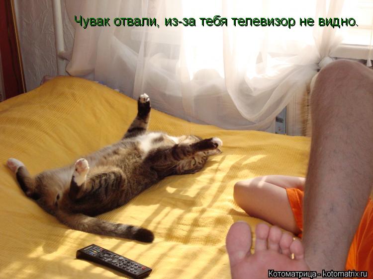 Котоматрица: Чувак отвали, из-за тебя телевизор не видно.