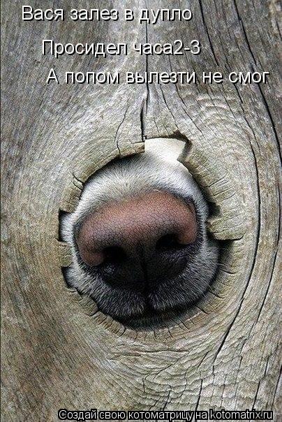 Котоматрица: Вася залез в дупло  Просидел часа2-3 А попом вылезти не смог