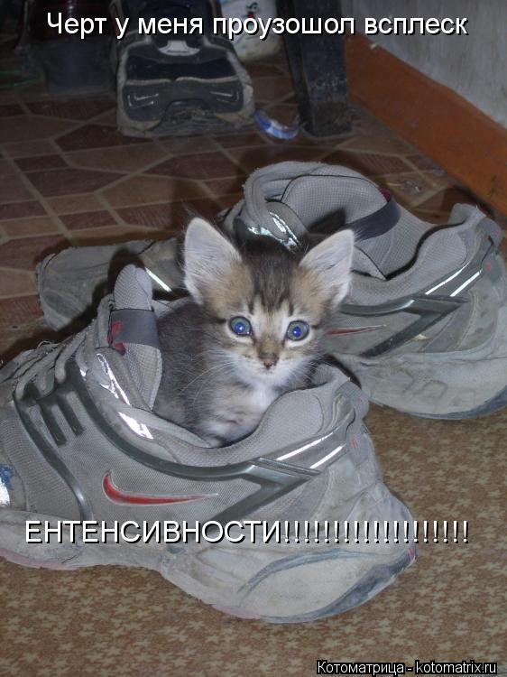 Котоматрица: Черт у меня проузошол всплеск ЕНТЕНСИВНОСТИ!!!!!!!!!!!!!!!!!!!