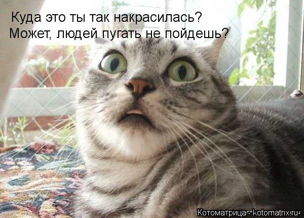 Котоматрица: Куда это ты так накрасилась? Может, людей пугать не пойдешь?
