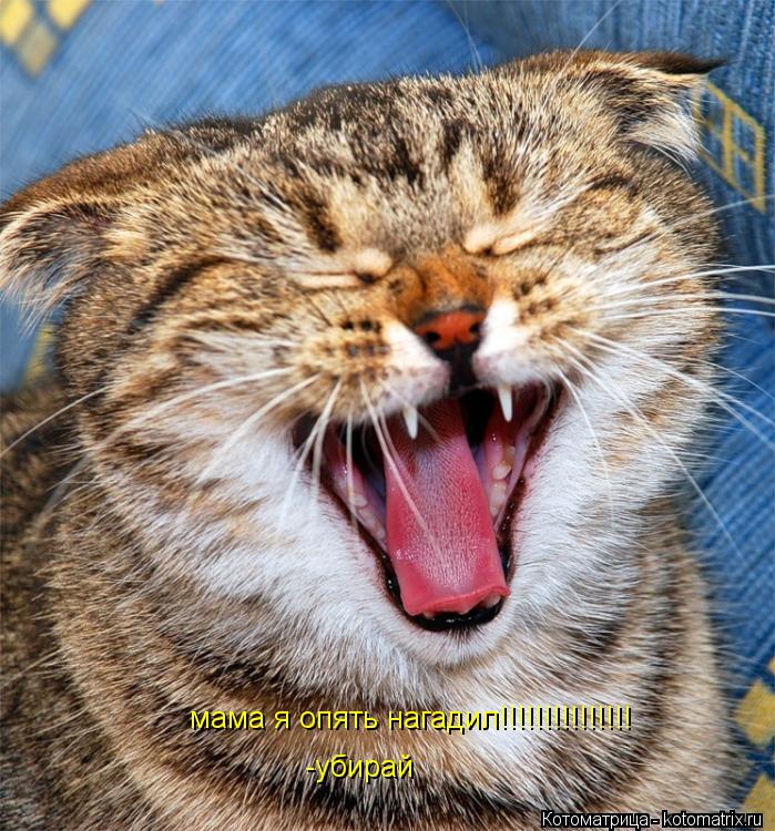 Котоматрица: мама я опять нагадил!!!!!!!!!!!!!!! -убирай