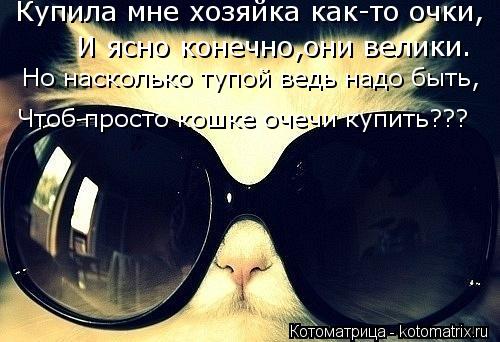 Котоматрица: И ясно конечно,они велики. Но насколько тупой ведь надо быть, Чтоб просто кошке очечи купить??? Купила мне хозяйка как-то очки,
