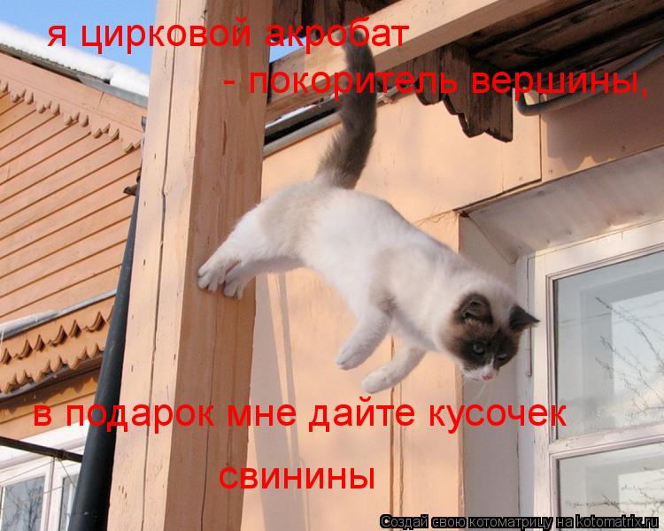 Котоматрица: я цирковой акробат  - покоритель вершины, в подарок мне дайте кусочек  свинины