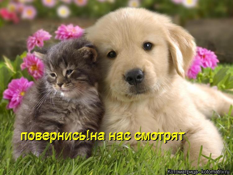 Котоматрица: повернись!на нас смотрят повернись!на нас смотрят