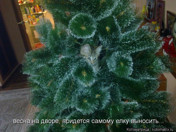 Котоматрица: весна на дворе, придется самому елку выносить...