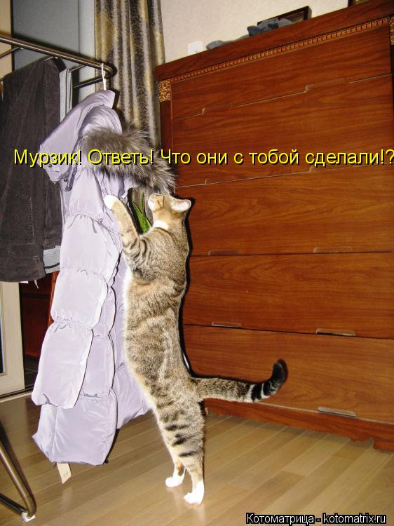 Котоматрица: Мурзик! Ответь! Что они с тобой сделали!?