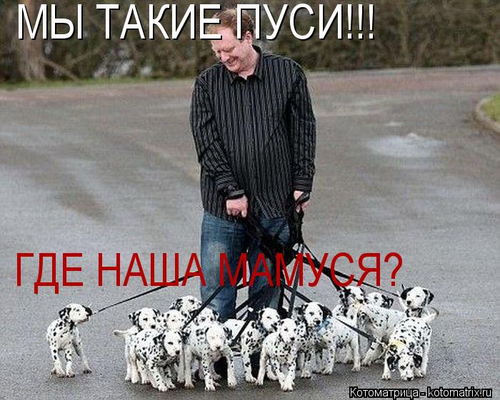 Котоматрица: МЫ ТАКИЕ ПУСИ!!! ГДЕ НАША МАМУСЯ?