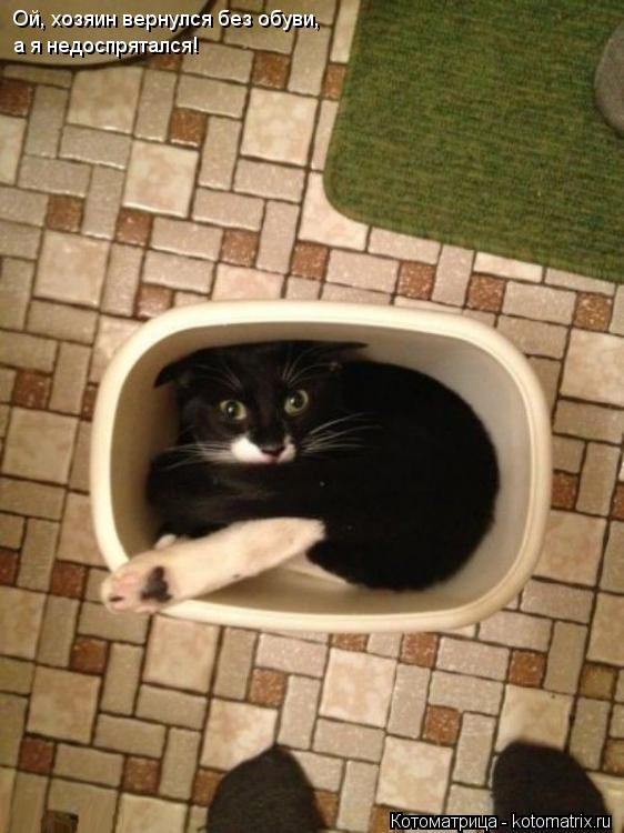 Котоматрица: Ой, хозяин вернулся без обуви, а я недоспрятался!