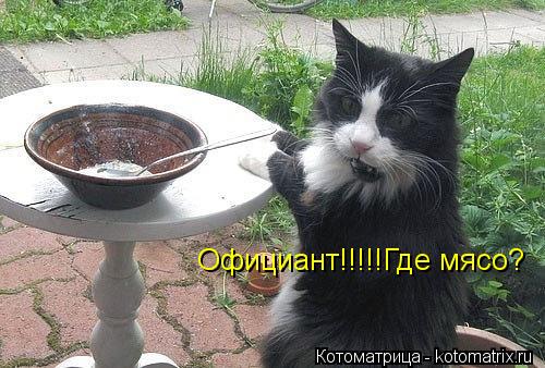 Котоматрица: Официант!!!!!Где мясо?