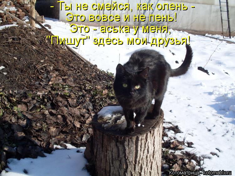 Котоматрица: - Ты не смейся, как олень -  Это вовсе и не пень!  Это - аська у меня, "Пишут" здесь мои друзья!