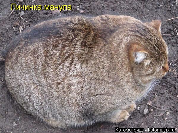 Котоматрица: Личинка манула