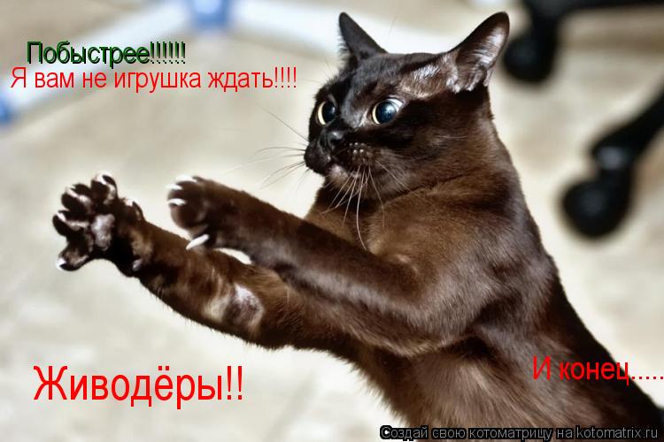 Котоматрица: Побыстрее!!!!!! Я вам не игрушка ждать!!!! Живодёры!! И конец.....