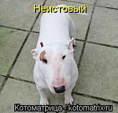 Котоматрица: Неистовый