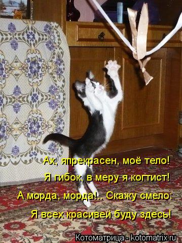 Котоматрица: Ах, япрекрасен, моё тело! Я гибок, в меру я когтист! А морда, морда!.. Скажу смело: Я всех красивей буду здесь!