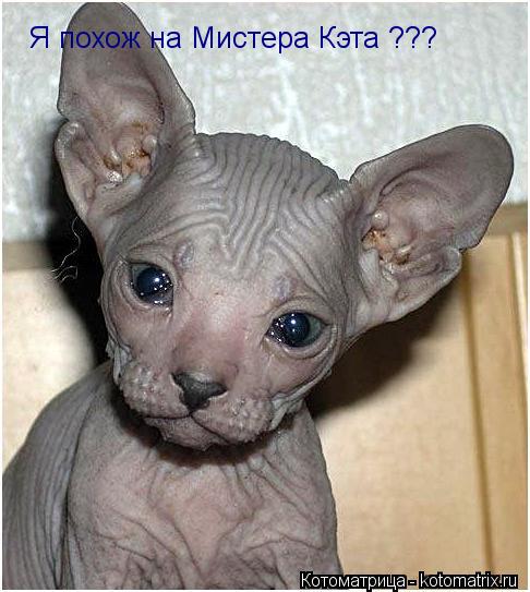 Котоматрица: Я похож на Мистера Кэта ???