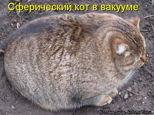 Котоматрица: Сферический кот в вакууме
