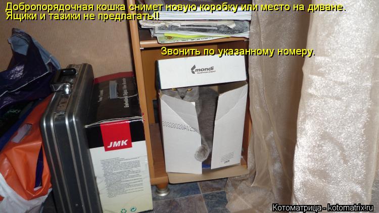 Котоматрица: Добропорядочная кошка снимет новую коробку или место на диване. Ящики и тазики не предлагать!! Звонить по указанному номеру.