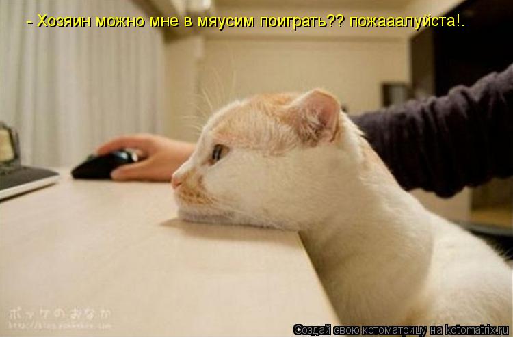 Котоматрица: - Хозяин можно мне в мяусим поиграть?? пожааалуйста!.