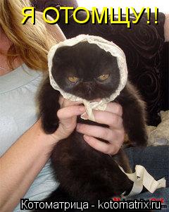 Котоматрица: Я ОТОМЩУ!!