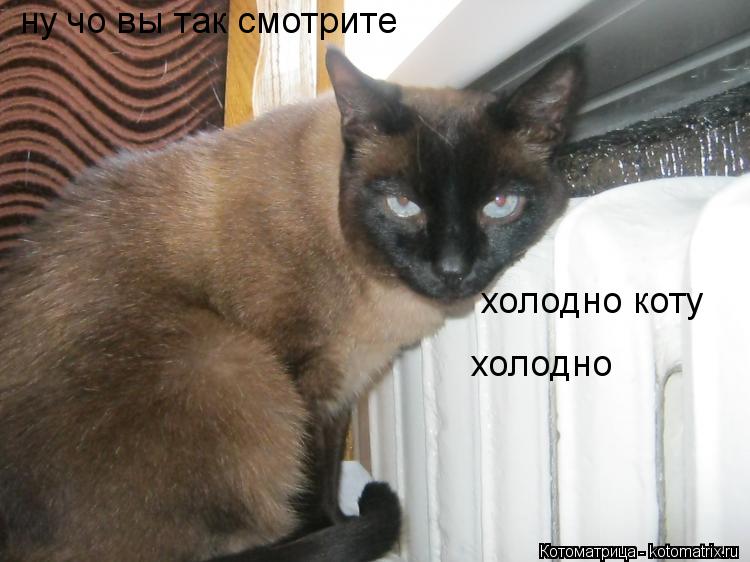 Котоматрица: ну чо вы так смотрите  холодно коту холодно