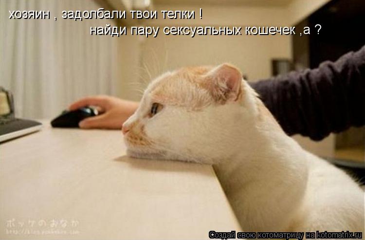 Котоматрица: хозяин , задолбали твои телки ! найди пару сексуальных кошечек ,а ?