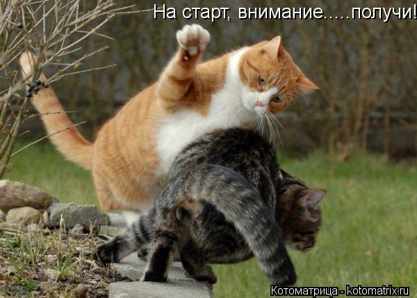 Котоматрица: На старт, внимание.....получи!