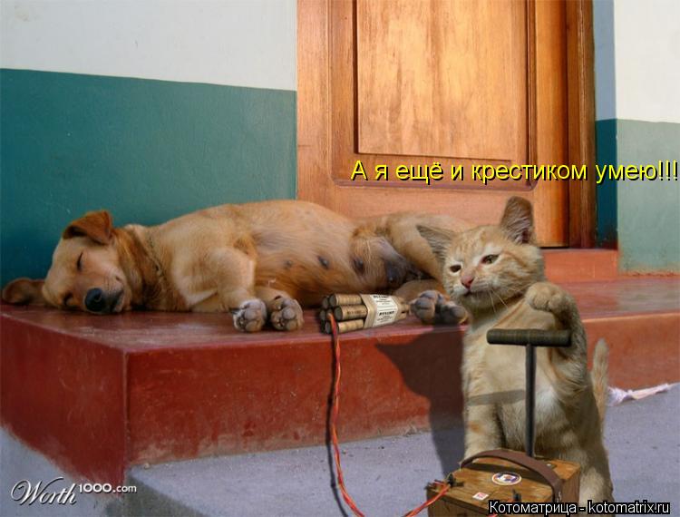 Котоматрица: Идём по следу рыбы...
