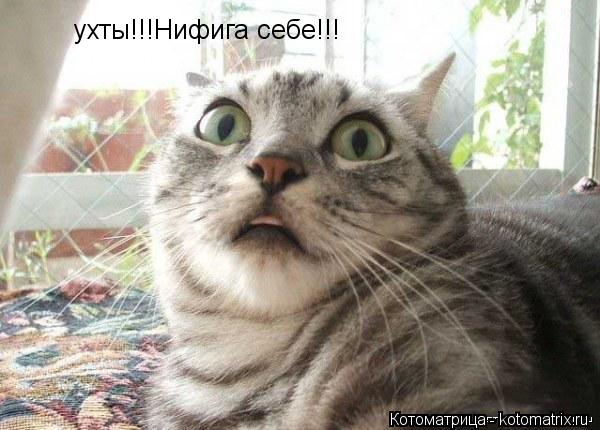 Котоматрица: ухты!!!Нифига себе!!!