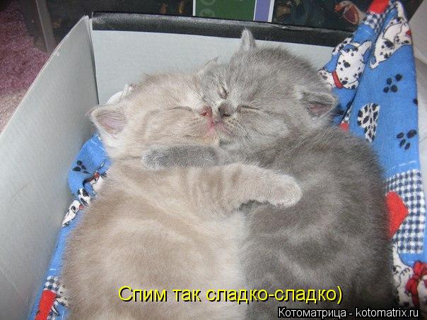 Котоматрица: Спим так сладко-сладко)