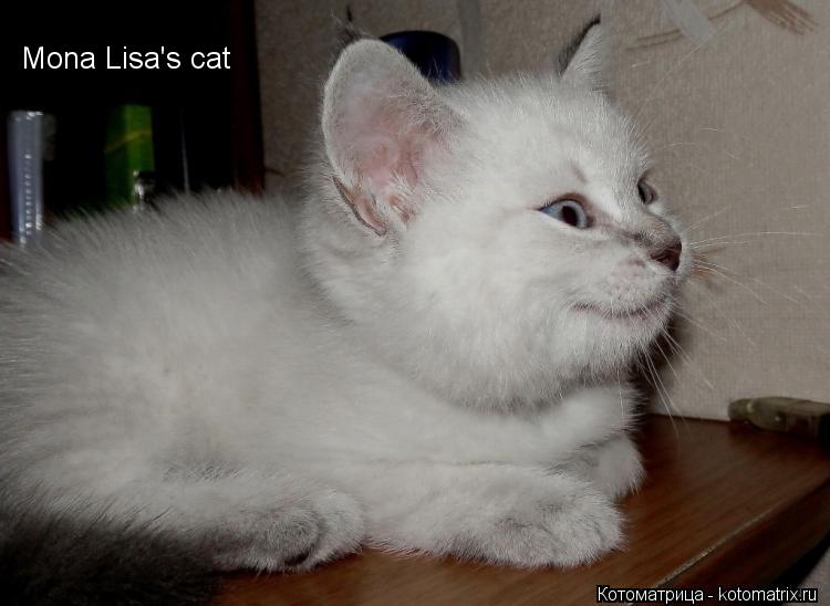 Котоматрица: Mona Lisa's cat