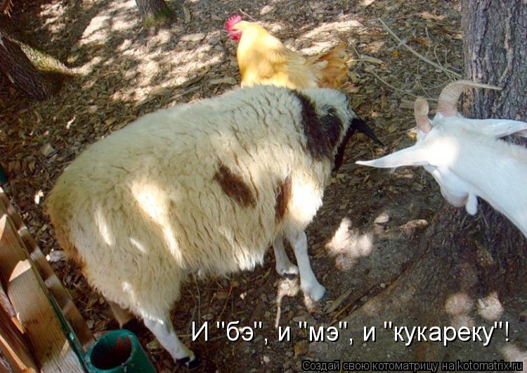 Котоматрица: И "бэ", и "мэ", и "кукареку"!