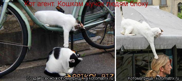 Котоматрица: Кот агент. Кошкам жучок людям блоху