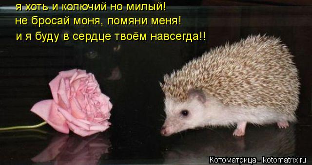 Котоматрица: я хоть и колючий но милый! не бросай моня, помяни меня! и я буду в сердце твоём навсегда!!