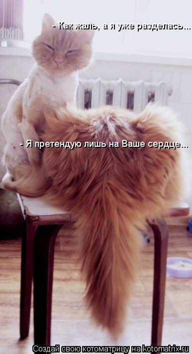 Котоматрица: - Я претендую лишь на Ваше сердце... - Как жаль, а я уже разделась...
