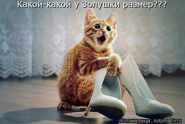 Котоматрица: Какой-какой у Золушки размер???
