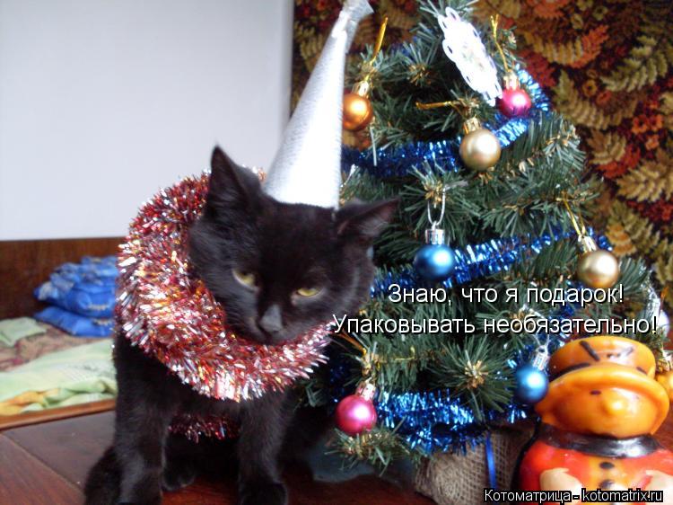 Котоматрица: Знаю, что я подарок! Упаковывать необязательно!