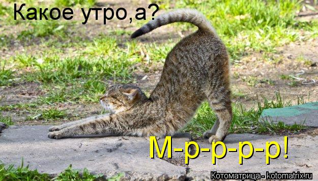 Котоматрица: Какое утро,а? М-р-р-р-р!