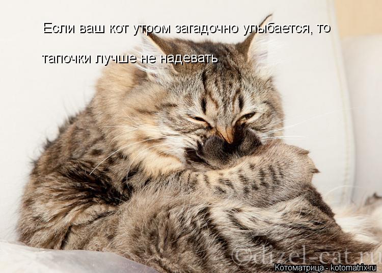 Котоматрица: Если ваш кот утром загадочно улыбается, . тапочки лучше не надевать то