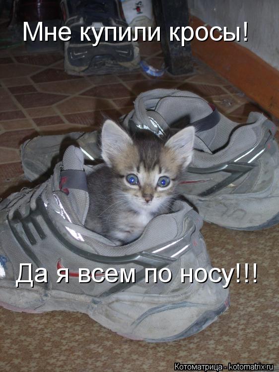Котоматрица: Да я всем по носу!!! Мне купили кросы!