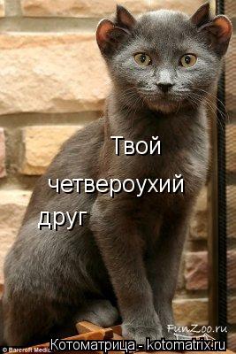 Котоматрица: Твой четвероухий друг