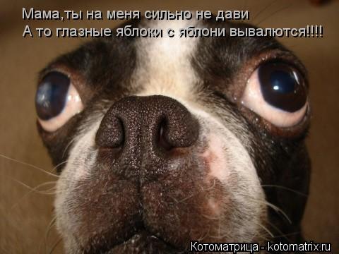 Котоматрица: Мама,ты на меня сильно не дави А то глазные яблоки с яблони вывалются!!!!