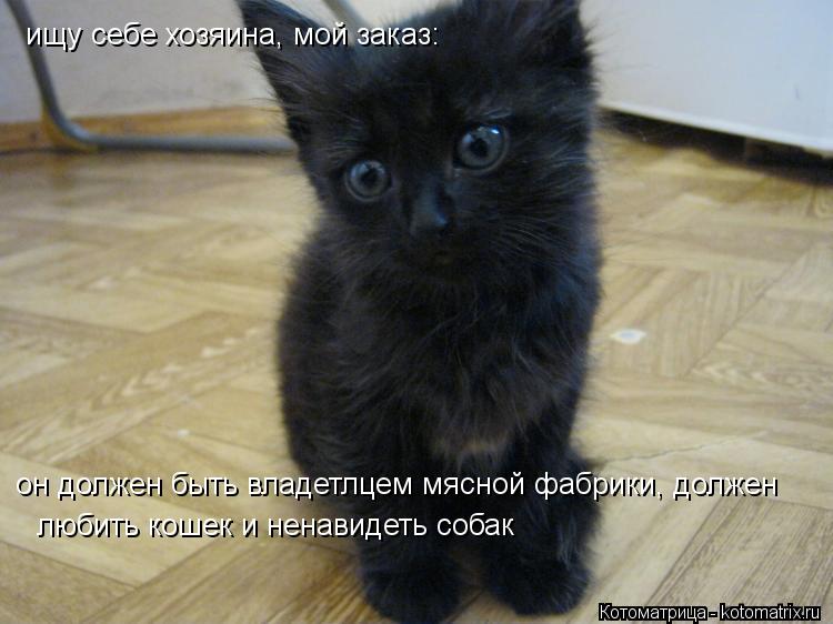 Котоматрица: ищу себе хозяина, мой заказ: он должен быть владетлцем мясной фабрики, должен любить кошек и ненавидеть собак