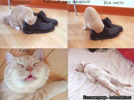 Котоматрица: Все чисто Рабочий день начался! Проверка Кайф Отдых