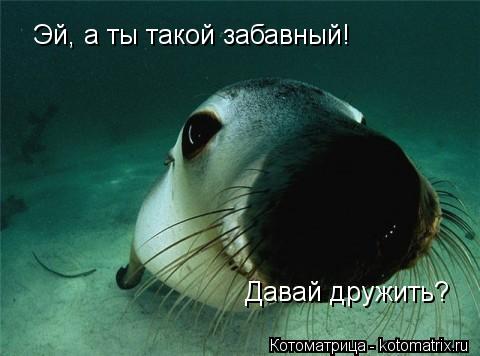 Котоматрица: Эй, а ты такой забавный! Давай дружить?