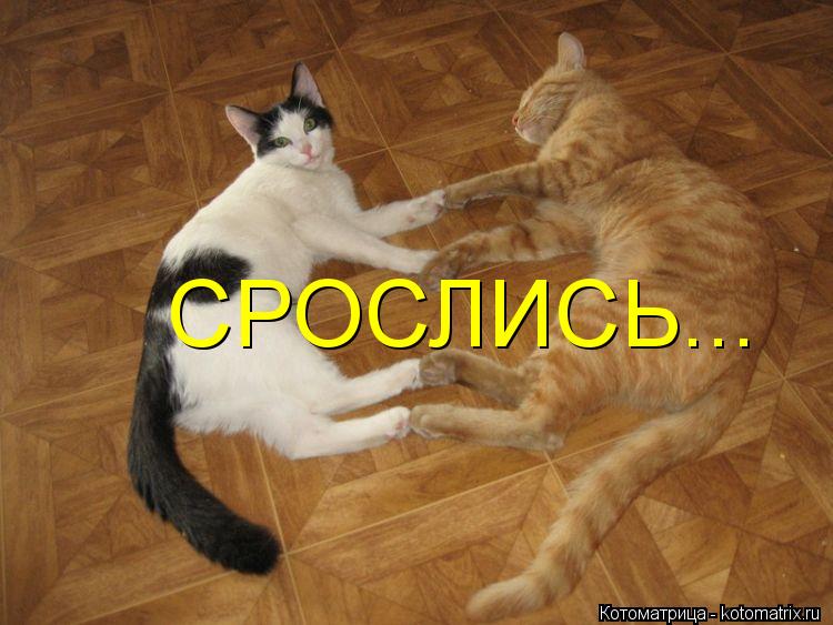 Котоматрица: СРОСЛИСЬ...