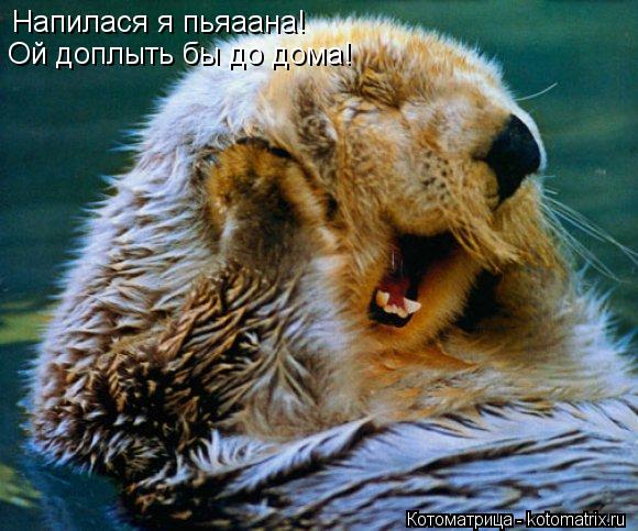 Напилася я пьяаана! Ой доплыть бы до дома!... Котоматрица: Напилася я пьяаана! Ой доплыть бы до дома!