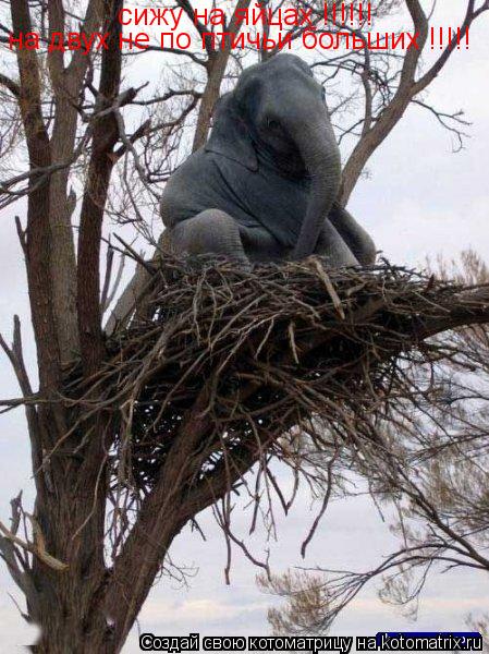 Котоматрица: сижу на яйцах !!!!!!  на двух не по птичьи больших !!!!!